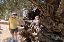 Chania Old Town - Millennial Olive Tree - Olive Oil Mill