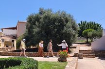 Chania Old Town - Millennial Olive Tree - Olive Oil Mill