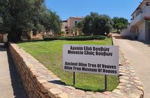 Chania Old Town - Millennial Olive Tree - Olive Oil Mill