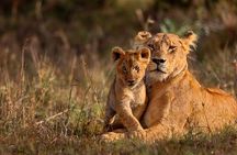 3-Day Rafiki Bush Lodge Safari in Kruger National Park