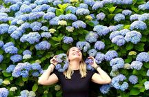 Small Group Tour for Jeju Hydrangea & Mt. Halla incl. Admissions