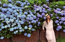 Small Group Tour for Jeju Hydrangea & Mt. Halla incl. Admissions