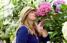 Small Group Tour for Jeju Hydrangea & Mt. Halla incl. Admissions