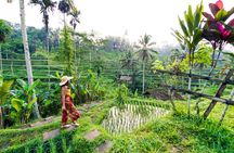 Ubud Iconic Full Day Tour Monkey Forest Rice Terraces Waterfalls