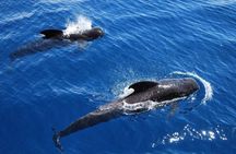 3h Viking Cruise with Drinks, Whales watching & Swimming Time