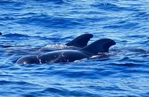 3h Viking Cruise with Drinks, Whale Watching and Swimming Time