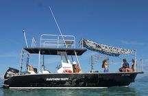 Whale Watching Activity