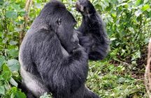 3- Day Chimpanzee & Gorilla Trekking Safari in Uganda 