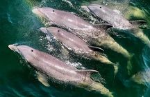 Dolphin Cruise Adventure in Pensacola Beach