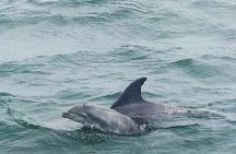Dolphin Cruise Adventure in Pensacola Beach
