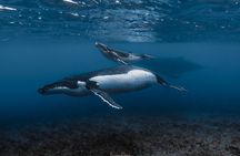Whale Watching Shared Half Day 