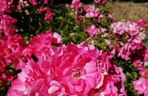 Butchart Gardens and City Private Tour