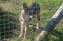 Somerset West Cheetah Outreach Museum Ticket Tour