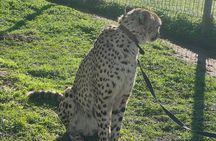 Somerset West Cheetah Outreach Museum Ticket Tour