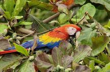 Birdwatching Tour in Esquipulas