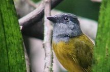 Birdwatching Tour in Esquipulas
