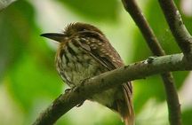 Birdwatching Tour in Esquipulas