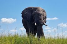 Chobe National Park with Lunch: From Victoria Falls Zimbabwe