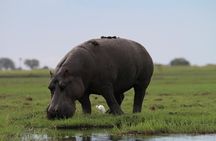 Chobe National Park with Lunch: From Victoria Falls Zimbabwe