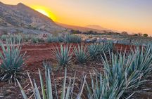 Alma Tequilera : Taste, Feast and Tradition. Sensory Tasting