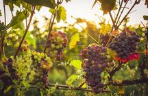 Krakow Vineyard Tour with Wine Tasting and Dinner