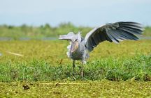 Shoebill Excursion and Watching Experience at Mabamba 
