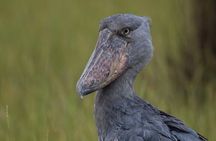 Shoebill Excursion and Watching Experience at Mabamba 