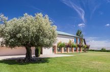 Oleotourism in Navarre. Visit and tasting of organic EVOO Artajo