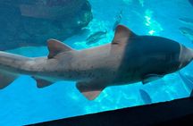 Robben Island & Aquarium Tour – Tickets & Transfers Included