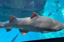 Robben Island & Aquarium Tour – Tickets & Transfers Included