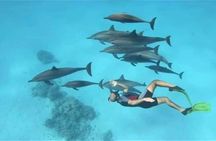 Swimming with Dolphins by Private Speed Boat - Hurghada
