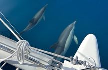 Catamaran Sailing Experience Manilva Tapas Drink Dolphins Swim Stop