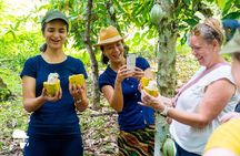 Cocoa Farm to Chocolate Factory Tour