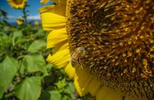 Tour a Hidden Mango and Coconut Orchard at Lahaina