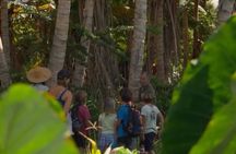 Tour a Hidden Mango and Coconut Orchard at Lahaina
