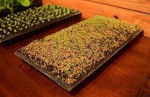 Aurora Premium Sensory Tasting Pairing, and Fine Cigar Experience