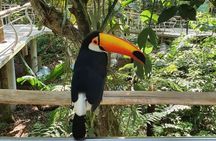 Brazilian Waterfalls Tour and Bird Park with Transfer