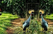 Brazilian Waterfalls Tour and Bird Park with Transfer
