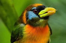 Mindo Bird Watching Tour from Quito