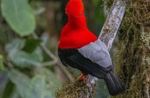 Mindo Bird Watching Tour from Quito