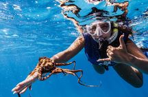 Waikiki Turtle Canyon Snorkel: Turtles Guaranteed
