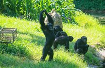 Explore Entebbe on Foot