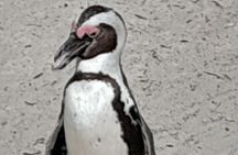 Robben Island, Penguins and Cape of Good Hope Private Tour 