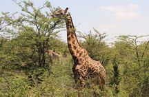 Nairobi National Park Half Day Tour