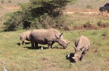 Nairobi National Park Half Day Tour