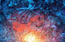 Jubilee Shoals guided boat dives
