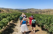 Private Tour Rhodes, Valley of the Butterflies & Local Winery
