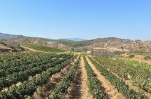 Private Tour Rhodes, Valley of the Butterflies & Local Winery