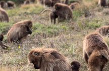 3 Day Trekking Tour to Simien Mountains