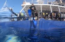 World-Class Zenobia Wreck Dive in Cyprus x 2 dives